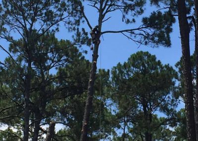 Tree removal Services in Albany GA