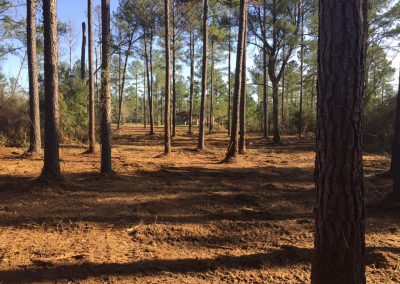 Land Clearing Services in Albany GA