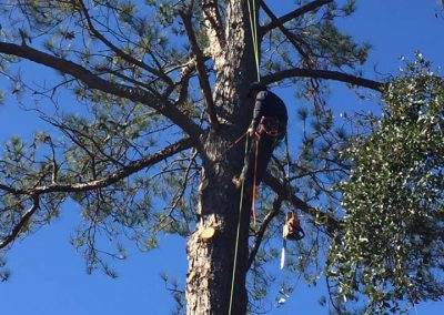 Tree removal Services in Albany GA
