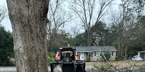 How Tree Roots Damage Your Septic System (And What to Do About It)