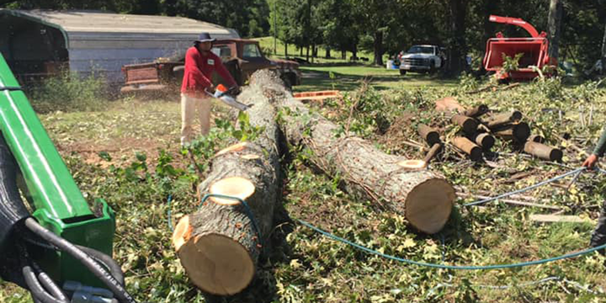 The Best Time of Year to Remove Trees l When to Cut Trees