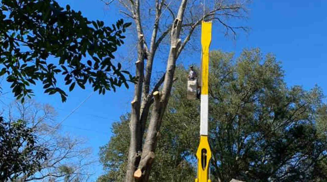 Can a Tree Survive a Split Trunk?