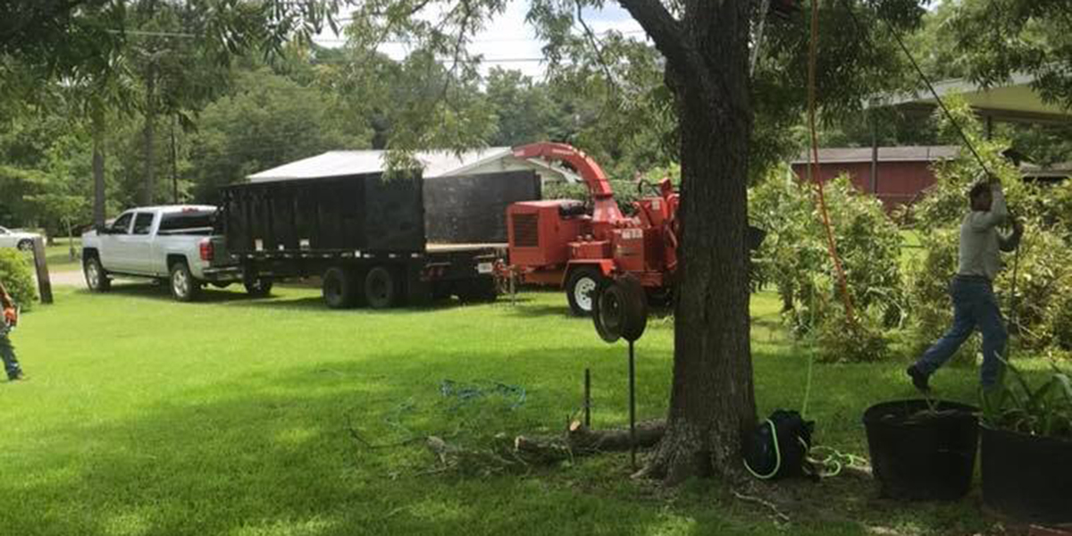 Preparations Before Cutting Down a Tree Tree Removal Tips