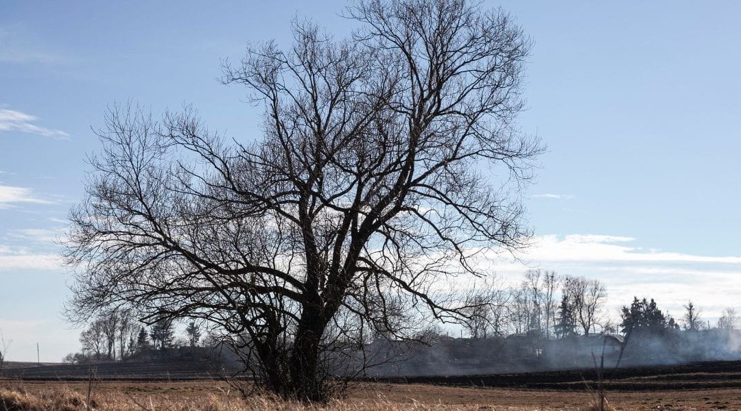 Understanding the Hidden Dangers of Dead Trees in Putney, GA