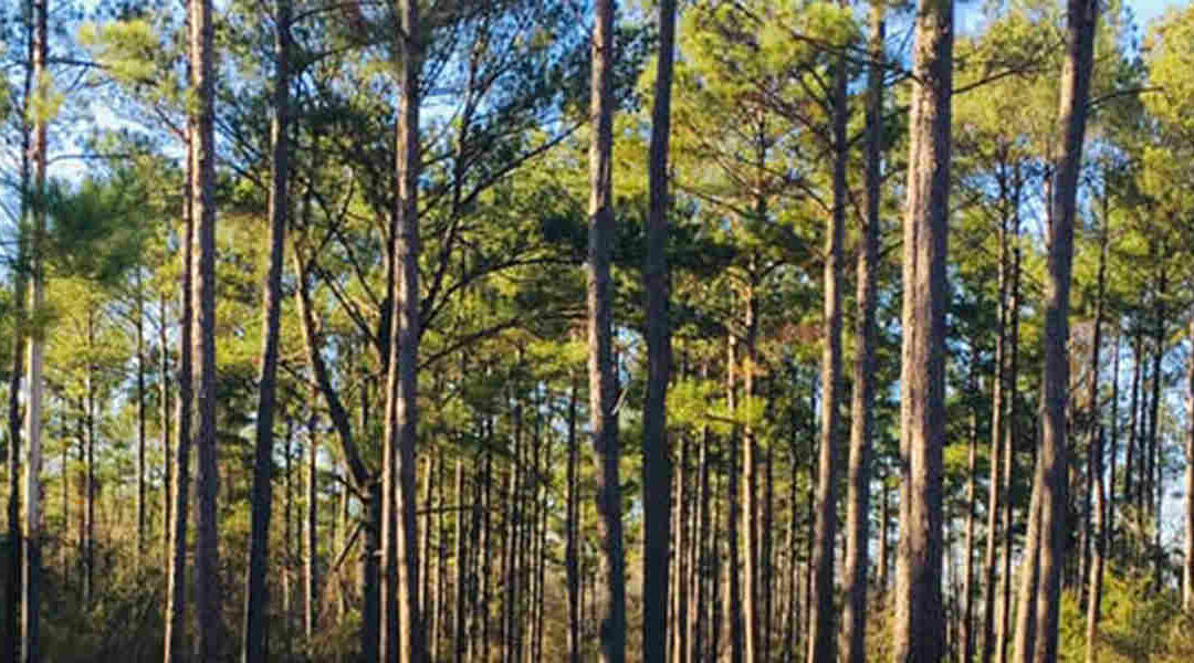 When Do Trees Need Fertilizer in Leesburg, GA?