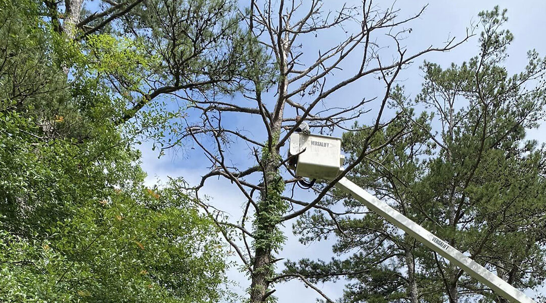 Does Cutting Off Dead Branches Help a Tree?