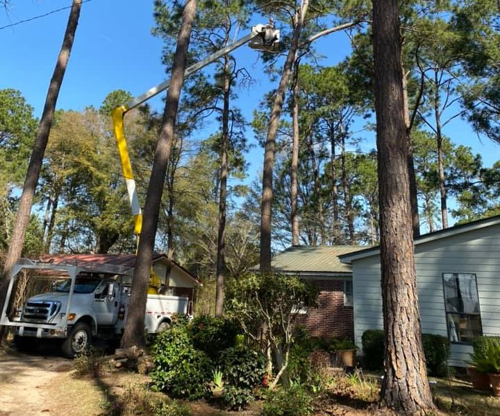 Does Homeowners Insurance Cover Dead Tree Removal?