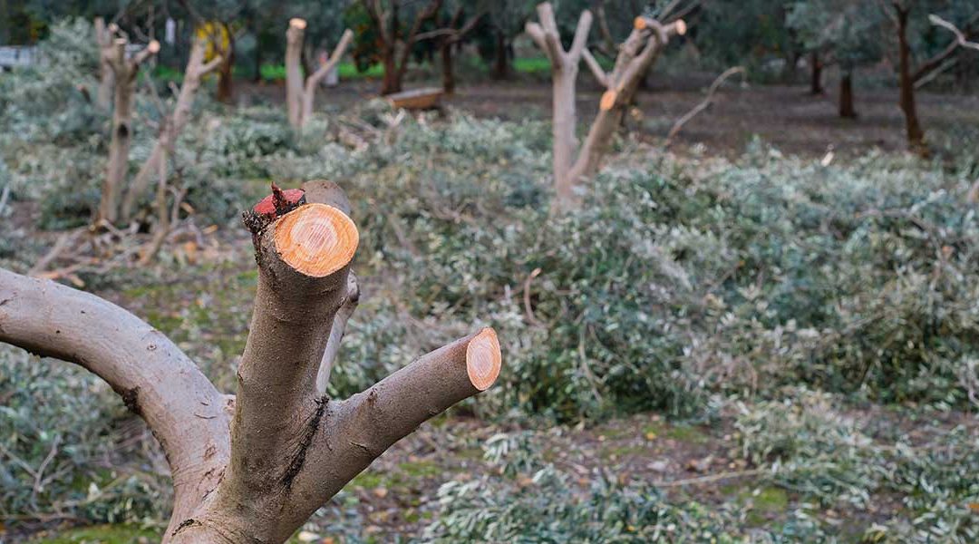 Does Topping a Tree Harm It in Sylvester, GA?