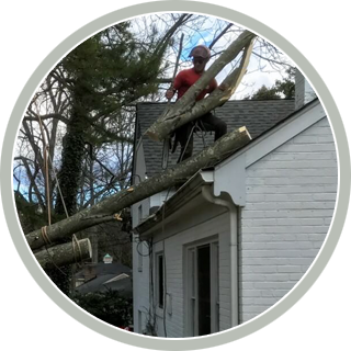 emergency-tree-services