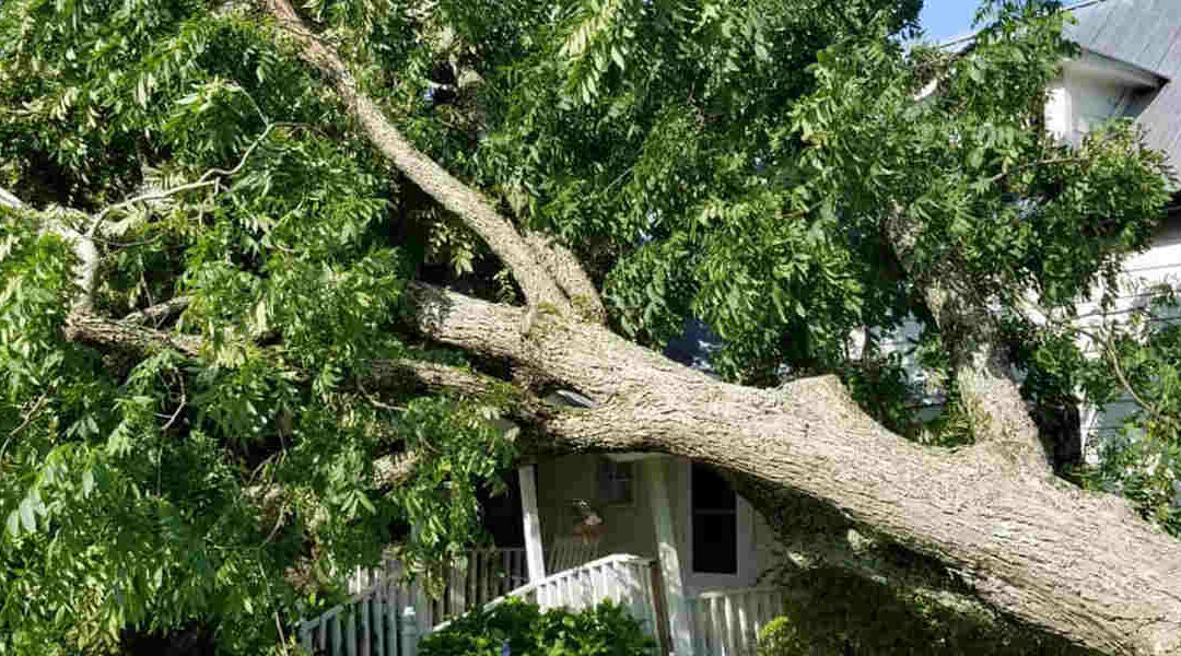 How Far Can a Tree Lean Before It Falls?