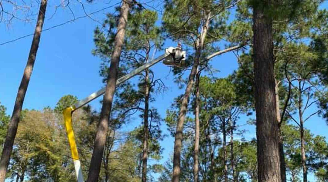 How Often Should You Trim Your Trees in Moultrie, GA?
