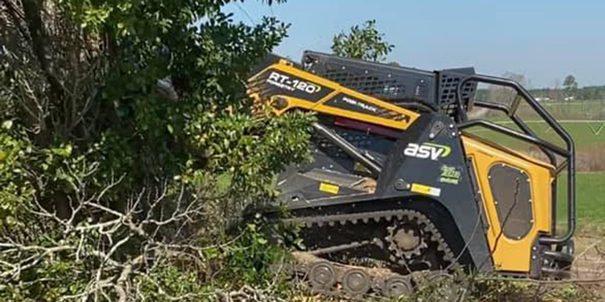 How to Prune an Overgrown Apple Tree Tips From Tree Experts