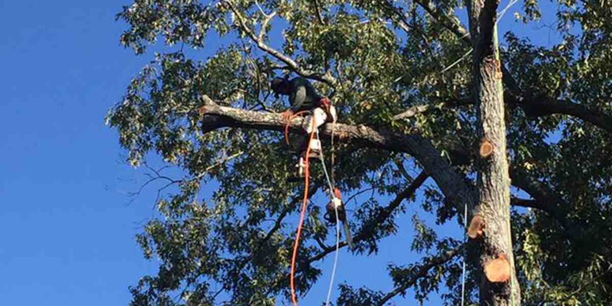 How to Trim Tree Limbs Properly Steps and Tips From Pros