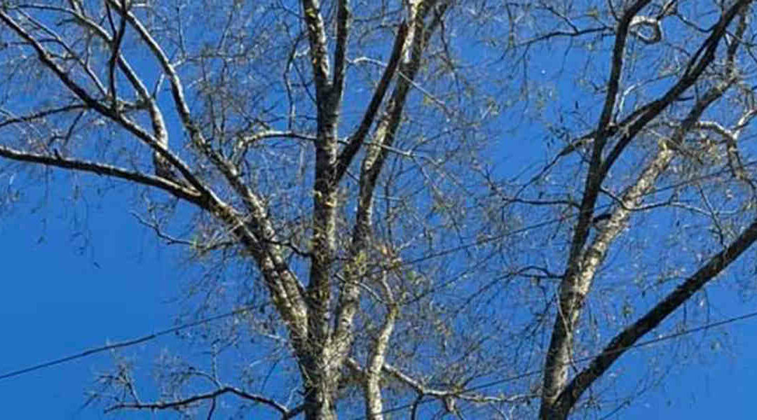 If a Tree Has No Leaves, Is It Dead? What Leesburg, GA Residents Should Know