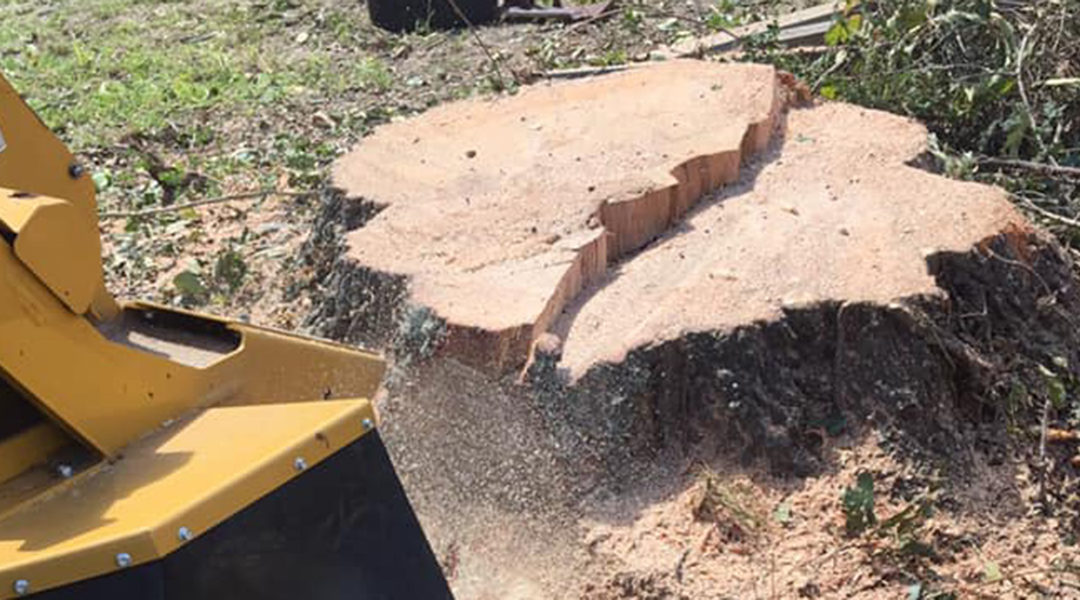 Removing Tree Stumps: When Is It a Good Idea?