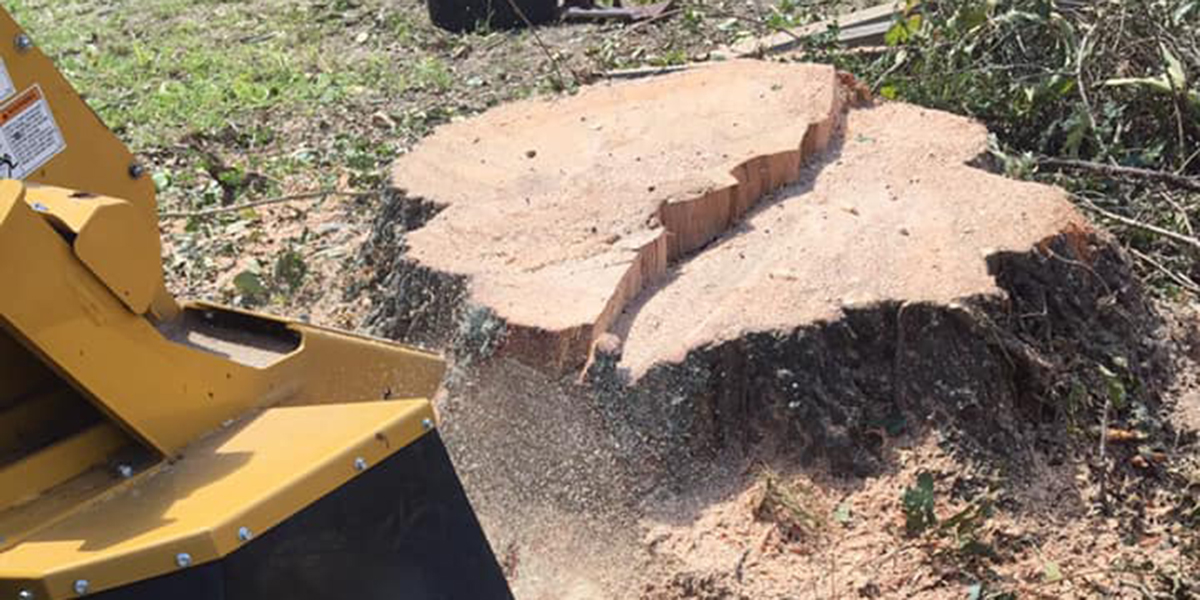 Why Removing Tree Stumps Is Necessary for Property Safety