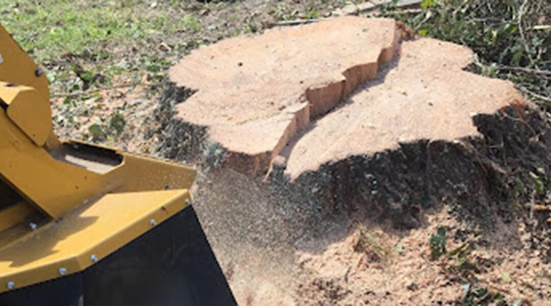 Stump Removal vs. Stump Grinding: Which Is Right for You?