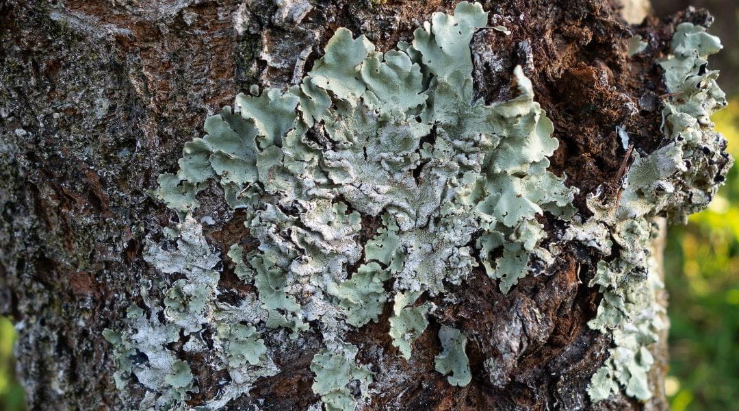 How To Identify a Tree Fungus