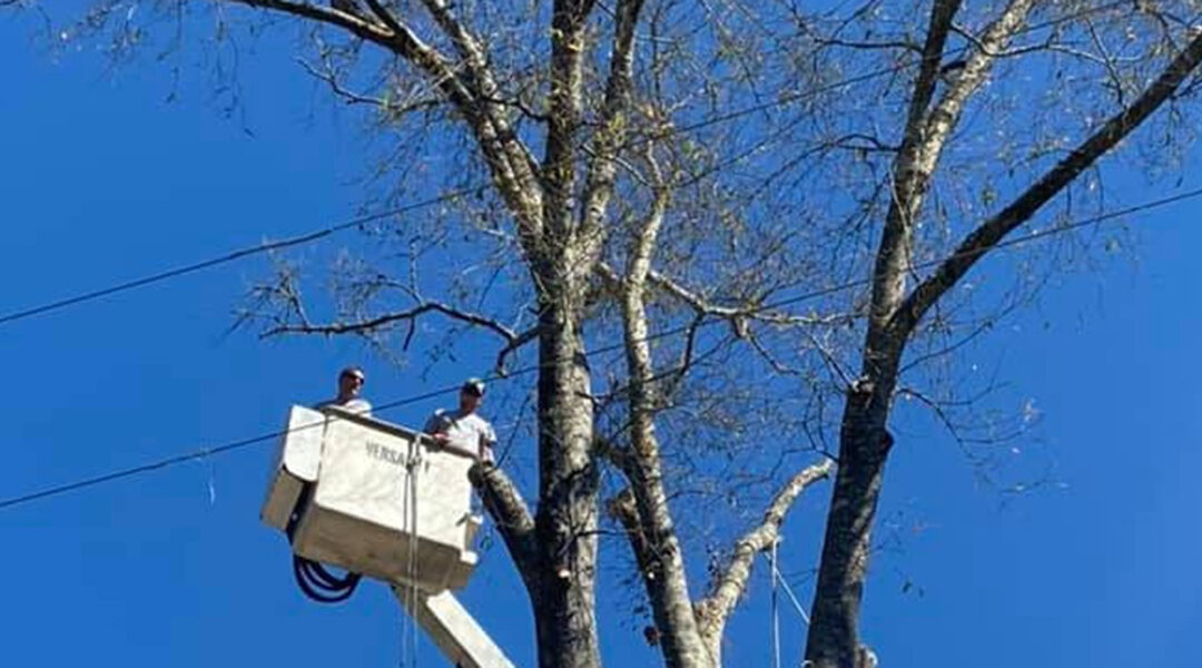 What Should You Do If Your Tree Is Touching a Power Line?