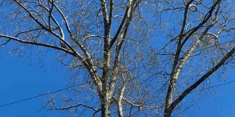 What Are The Signs Of Ash Tree Disease In Warwick GA what-are-the-signs-of-ash-tree-disease-in-warwick-ga