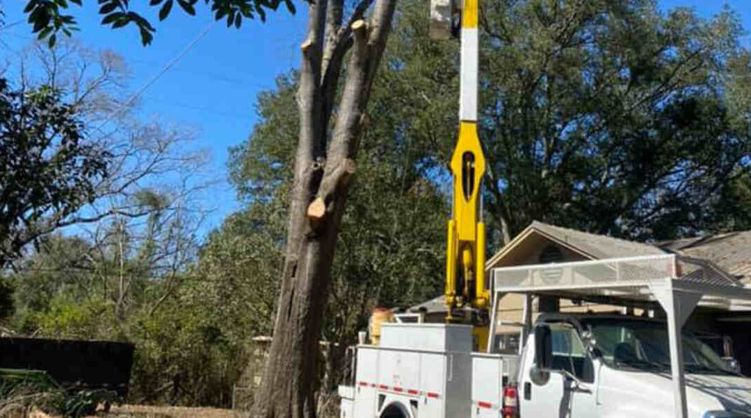 Tree Pruning 101: What Is the Three-Cut Technique Used For?