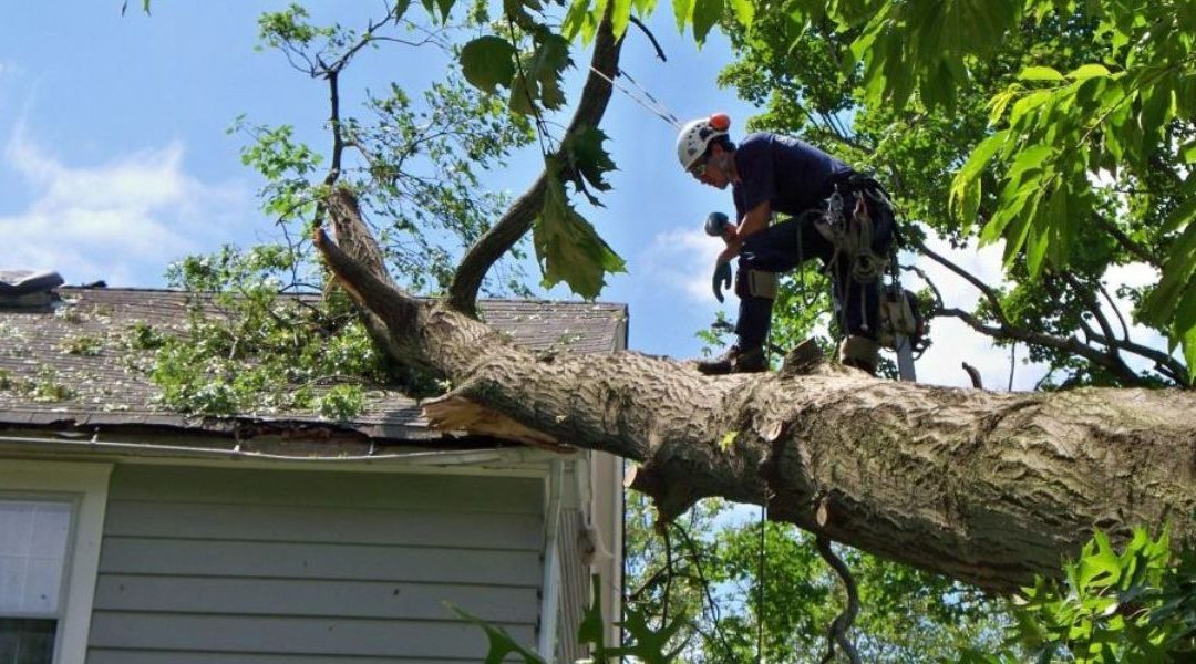 What To Expect From an Emergency Tree Service
