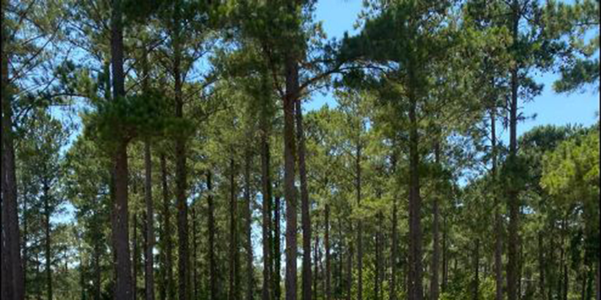 When Do Trees Go Dormant? Why Does Tree Dormancy Occur?