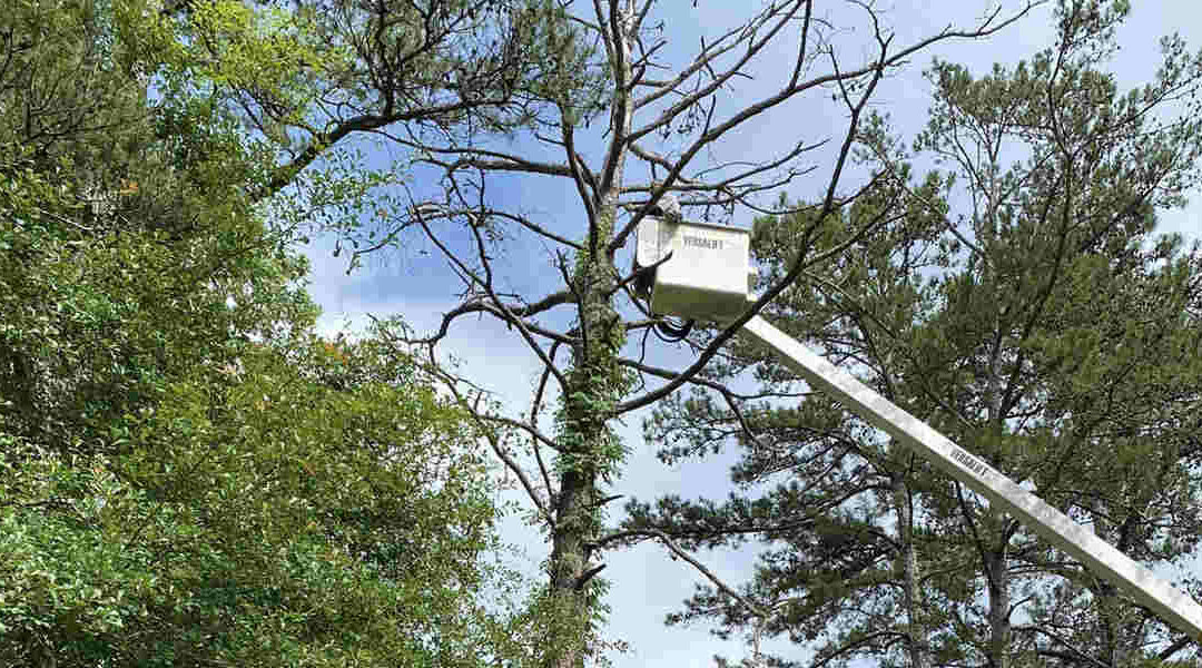 What Is the Best Time To Trim Trees in Sylvester, GA?