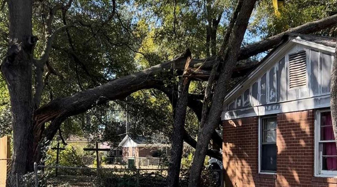Why Trees Fall in Storms in Warwick, GA