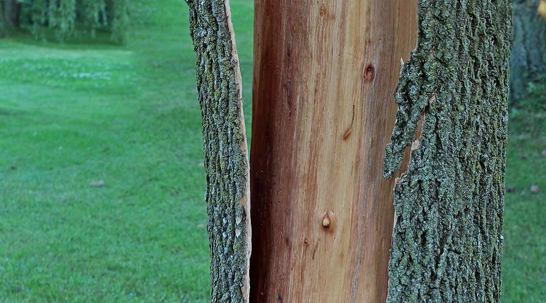 Why Is Bark Falling Off Your Tree?