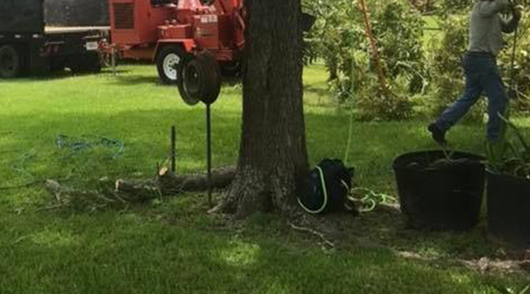 Does Cutting Tree Roots Kill a Tree in Leesburg, GA?