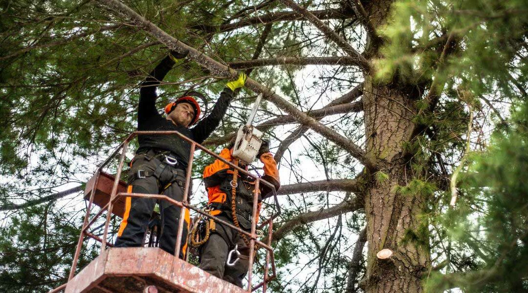 Winter Pruning: Is Winter the Best Time To Prune Trees in Putney, GA?